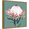 Blooming Pink King Protea Flower by Isabelle Z 16-in. W x 16-in. H. Canvas Wall Art Print Framed in Gold